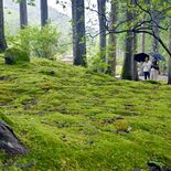 雨粒まとう緑のじゅうたん　鹿沼・古峯神社でコケ見頃
