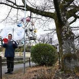 鹿沼・千手山公園で桜の開花宣言　ソメイヨシノなど300本ある名所をPR