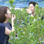 新鮮ブルーベリーに舌鼓　足利で農園オープン