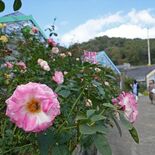 秋バラ600種、鮮やかに咲き誇る　とちぎ花センターで見頃　初めてバラマ…