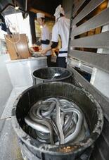 EU案のウナギ国際取引規制否決