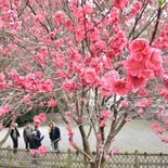 花も笑顔もらんまん　大田原神社でハナモモ見頃