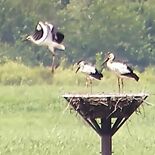 小山でコウノトリのひな、今年も巣立ち　無事に飛び立ち「ホッ」