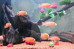 水中に揺れるイチゴたち