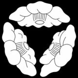 三つ椿 （みっつつばき） 〈植物紋　椿〉