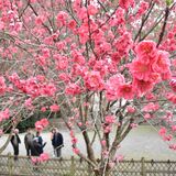 花も笑顔もらんまん　大田原神社でハナモモ見頃