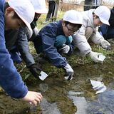 きれいに飛ぶ姿願って　小山の中小児童がホタルの幼虫放流　ビオトープと巴波川に