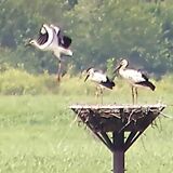 小山でコウノトリのひな、今年も巣立ち　無事に飛び立ち「ホッ」
