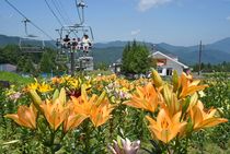 早咲きのユリ 斜面彩る 那須塩原