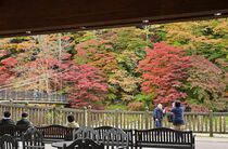 「紅の吊橋」紅葉見頃　那須塩原