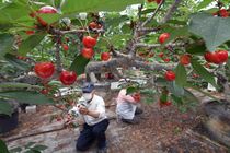 サクランボ収穫始まる　鹿沼