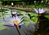 熱帯性スイレンが見頃　足利