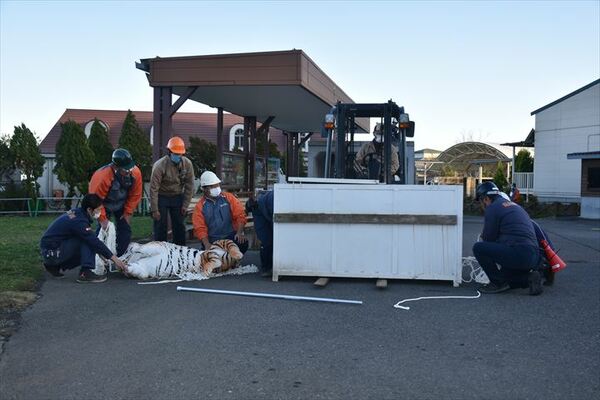 捕獲したトラの縫いぐるみを輸送用の箱に入れる職員ら