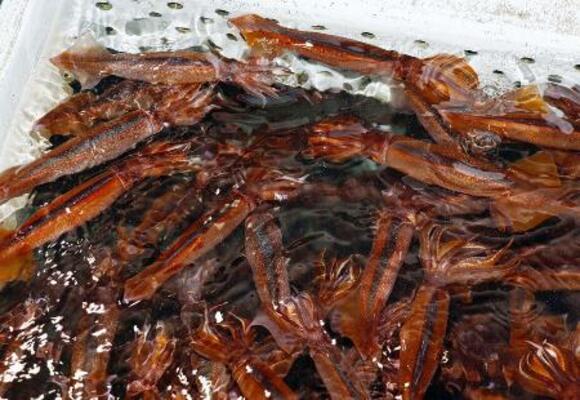 いけすで泳ぐスルメイカ=6月、北海道函館市