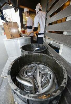 ウナギ料理店のニホンウナギ=23日、東京都目黒区