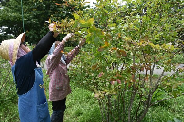 今年から生食用に出荷しているブルーベリーの収穫光景＝那須町