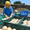 栃木市で花火玉の天日干し作業進む　県内各地で打ち上げへ「見て楽しんで」