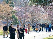桜の皇居、乾通り一般公開始まる