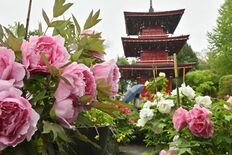 ボタンと朱色の三重塔が競演　那珂川・長泉寺で見頃