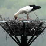 小山でひな２羽確認　渡良瀬遊水地のコウノトリ　５年連続の誕生