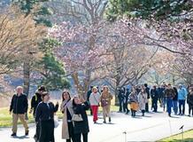 桜の皇居、乾通り一般公開始まる