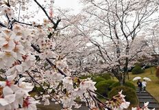  八幡山公園で桜満開　宇都宮