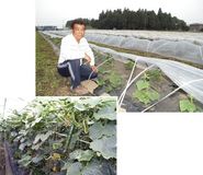 ＜４８＞最盛期迎える小山のキュウリ　こだわりの品質　伝統守る