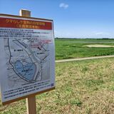 渡良瀬遊水地で「木登りクマ」目撃、イノシシ見間違えの線は薄い? 現時点の情報や行政対応まとめ