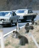 ことしはサル年