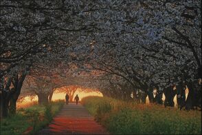 しもつけ写真大賞・最高賞に八重樫さん（…
