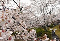  八幡山公園で桜満開　宇都宮