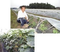 ＜４８＞最盛期迎える小山のキュウリ　こだわりの品質　伝統守る