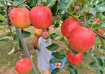 矢板でリンゴ収穫本格化