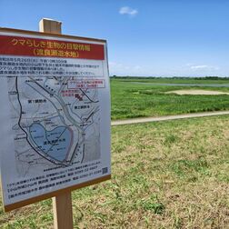 渡良瀬遊水地で目撃「木登りクマ」の正体は？　イノシシ見間違えの線は薄く…　目撃状況や行政対応まとめ　