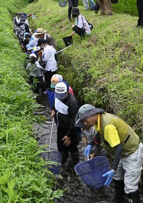 田んぼの水路で生き物を探す子どもたち