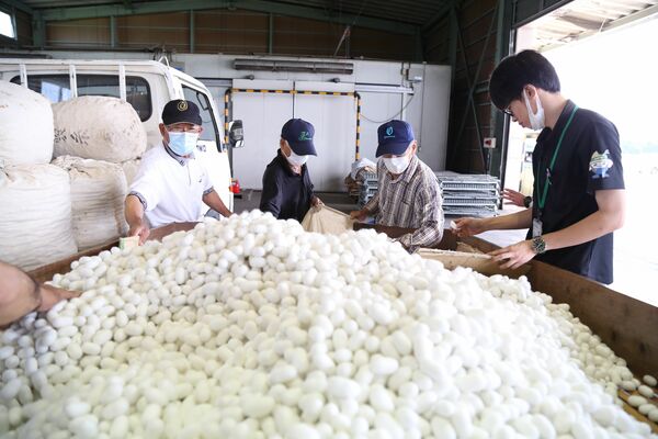 ＪＡおやま桑集荷所で行われた繭の出荷作業（ＪＡおやま提供）