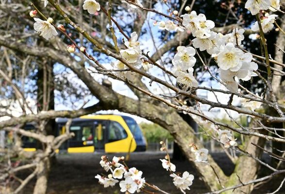 列車が行き交うそばで陽光に輝く梅の花＝24日午後１時、芳賀町下高根沢