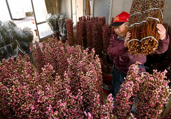 つぼみが膨らみ出荷の最盛期を迎えたハナモモ＝16日午前９時50分、那珂川町小砂