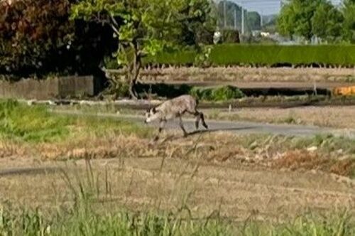 下野市本吉田で目撃されたニホンカモシカとみられる動物