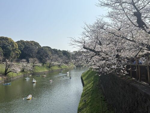 同じく千鳥ヶ淵（3月29日撮影）。わが家のトマトシーズンは春なので、夫の生前は花見に行けませんでした