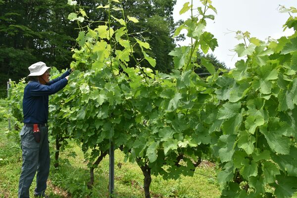 伸びてきたブドウの枝を摘む摘穂作業＝那須町