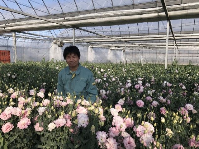 足利名産の「トルコギキョウ」 特別な瞬間彩る高貴な花 鮮やかな色と