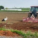 餌目当て？共同作業？　耕運機追うコウノトリ　小山の栗田さんら撮影