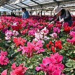 冬彩る美しい赤、ピンク　宇都宮・シクラメンの出荷始まる