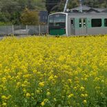 鴻野山駅沿線の菜の花満開　那須烏山