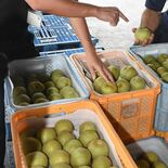 大きいナシ、甘さに自信アリ　JAはが野、こだわりのハウス梨を初出荷