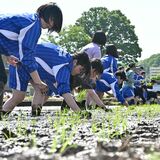 鹿沼の中学生、苦労を体験　ベテラン農家から田植え学ぶ　収穫後は給食で提供予定