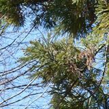 花粉症の発症率、栃木県が全国2位 気象情報会社が調査 県民の2人に1人以上が…