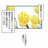 ＃１４　茂木町のミツマタ群生地編