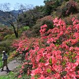 鹿沼の城山公園、ヤマツツジが山肌彩る　19、20日は恒例「つつじまつり」